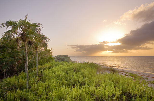 Frenchmans Creek Palm Sunset