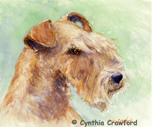Lakeland Terrier by C.J. Crawford