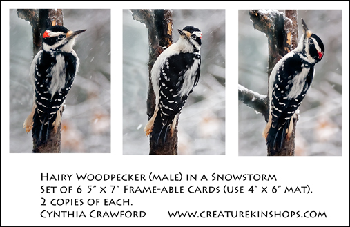 Hairy Woodpecker Set