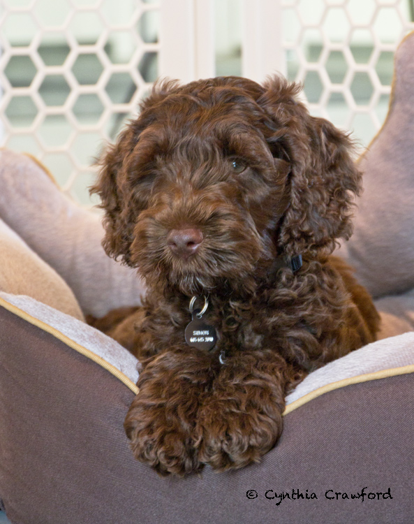 Labradoodle pup