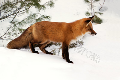 Fox Alert