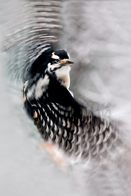 Hairy Woodpecker Flight