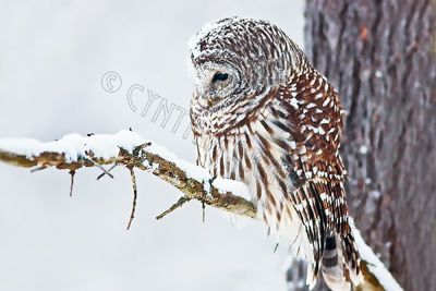 Owl in a Snowstorm