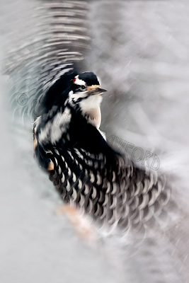 hairy.woodpecker.flight.c.crawford.jpg