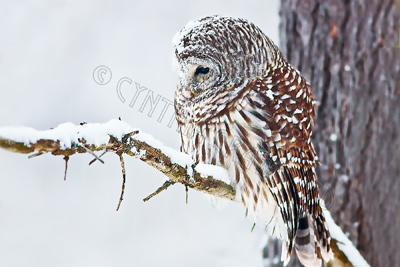 Barred Owl in a Snowstorm