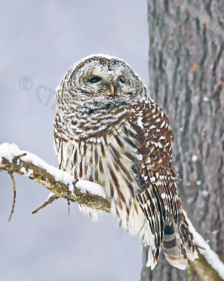Barred Owl- Snowstorm