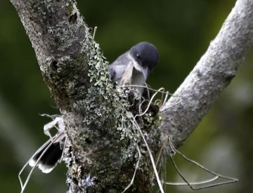 kingbird tucking into nest