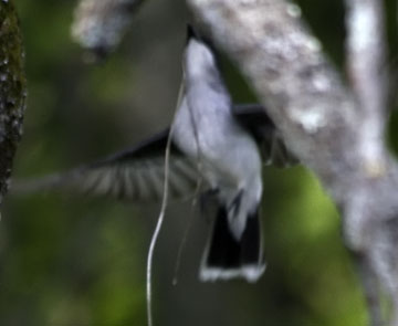 kingbird ascending