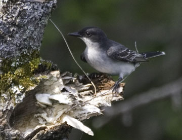 kingbird looking for nesting material