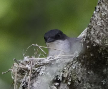 kingbird-who's watching?