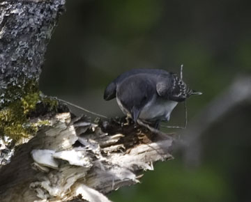 kingbird. finds a piece