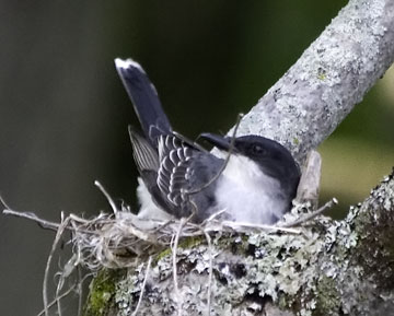 Kingbird building her Nest in Vermont
