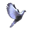 La colombe