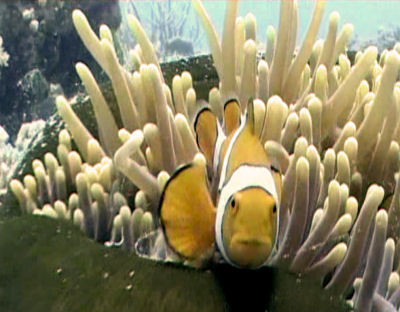 Me Scuba Diving on thee Great Barrier Reef