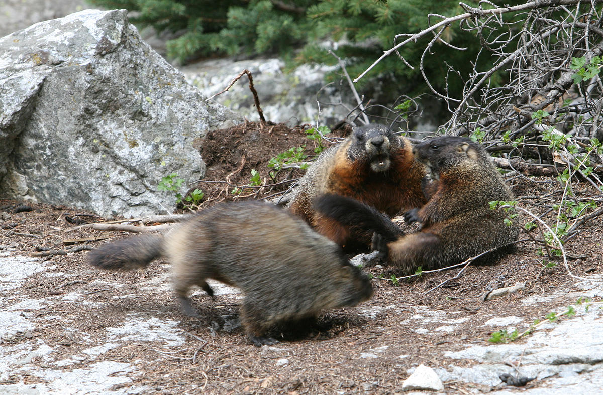 Marmot Battle