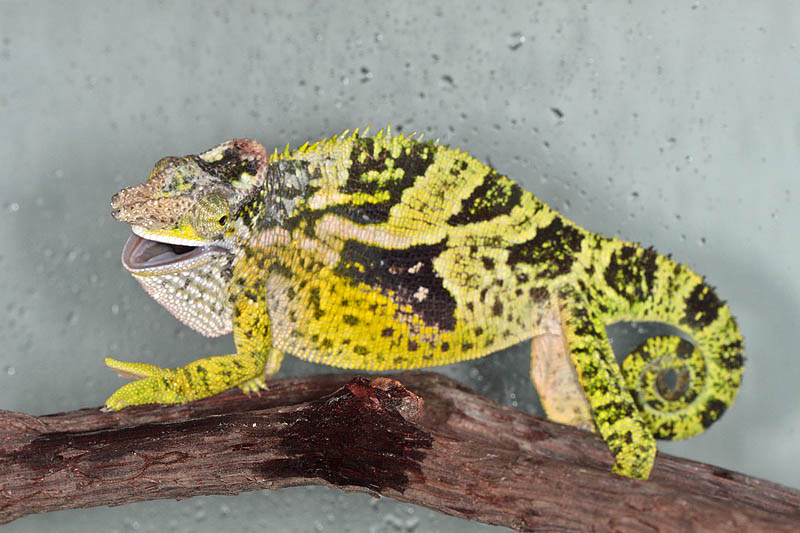 Fischers Chameleon - Bradypodion fischeri