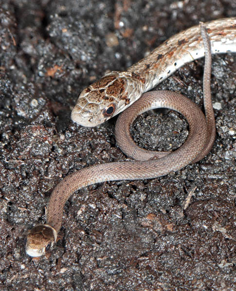Brownsnake mother and young at two weeks