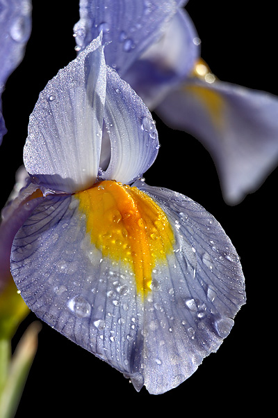 Dutch Iris