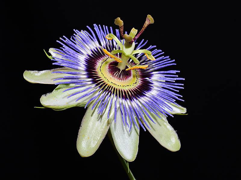 Passiflora