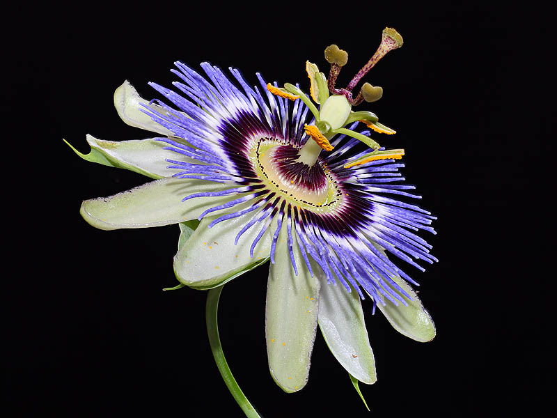 Passiflora