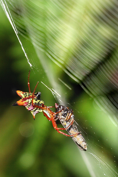 Spider - Micrathena sagittata