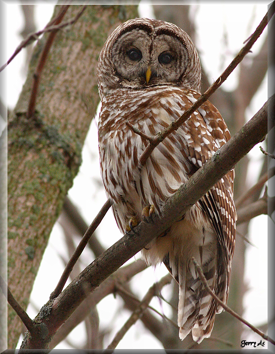 Barred Owl