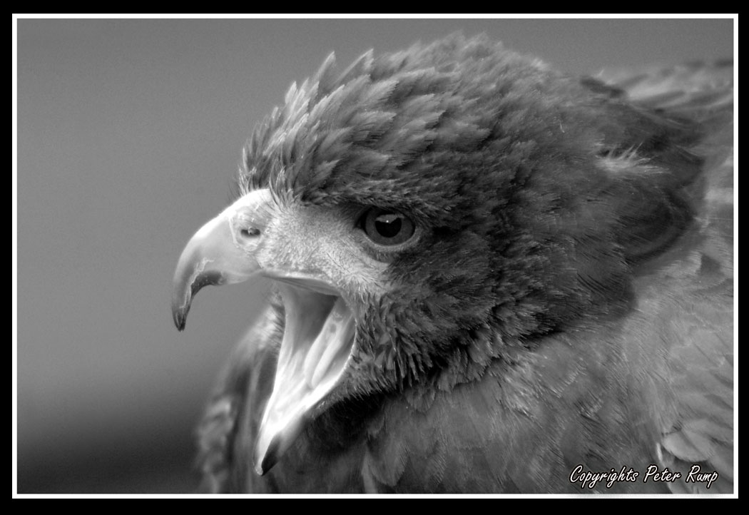 Hawk