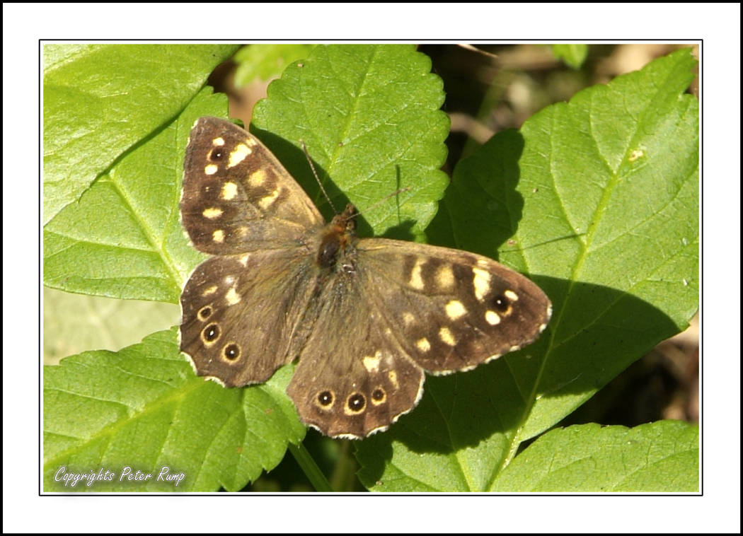 Speckled wood butterfly.