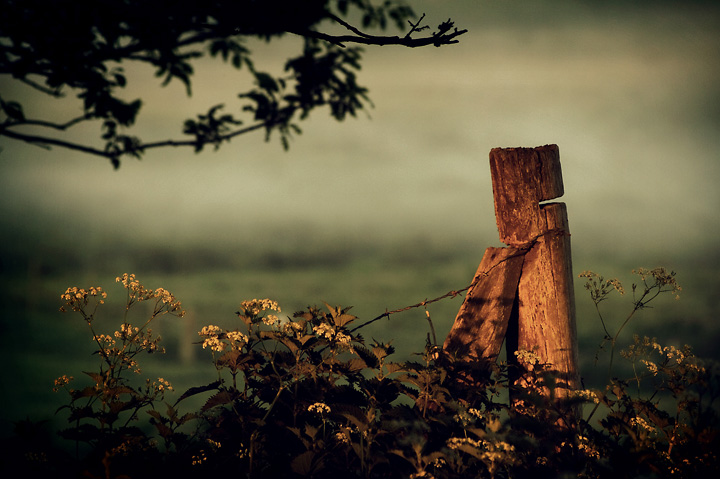 Lingwood