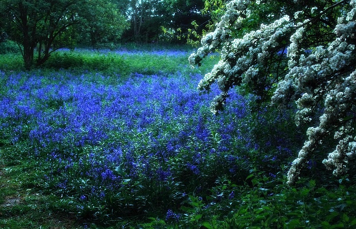 Limpenhoe Bluebells