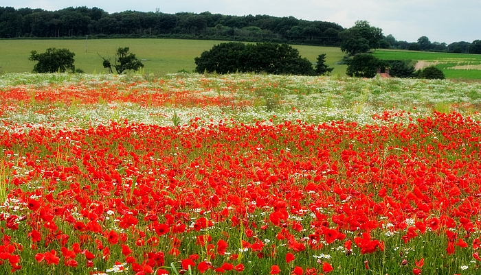 Poppy field