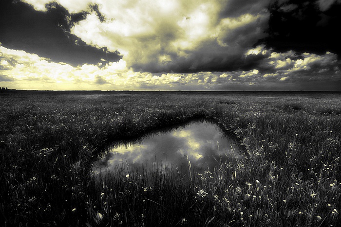 Saltmarsh, Stiffkey