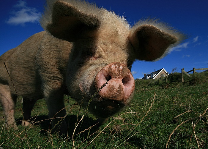 Prize Porker