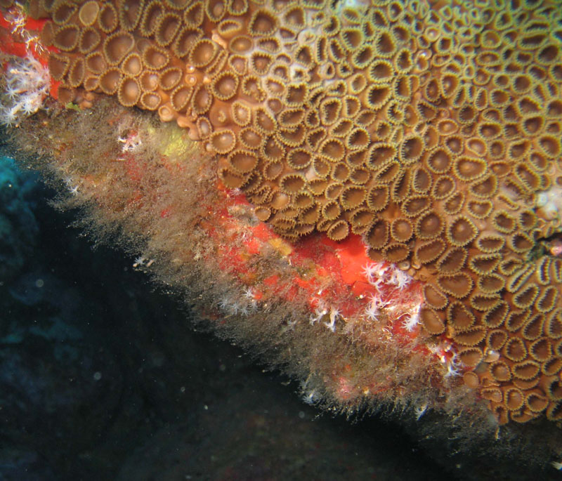 Corais da Laje 1