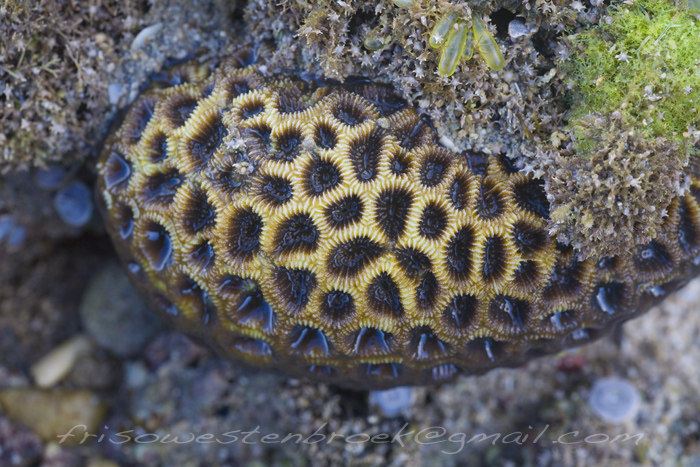 10 Corals Negros Oriental Philippines