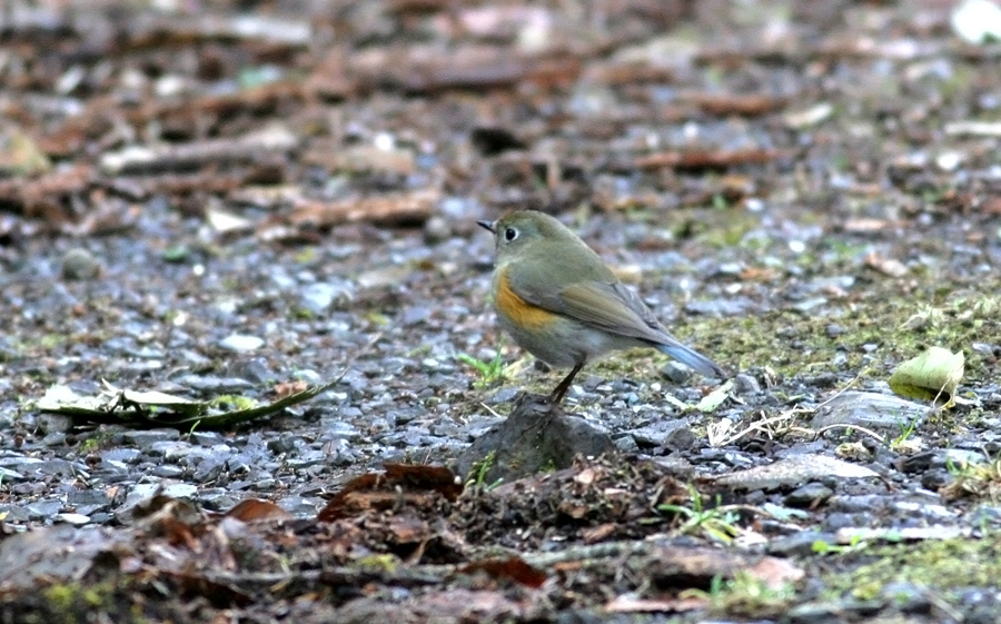 Orange-flanked Bush Robin