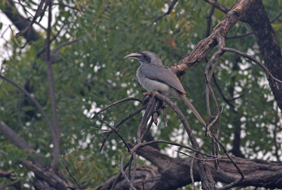 Indian Grey Hornbill