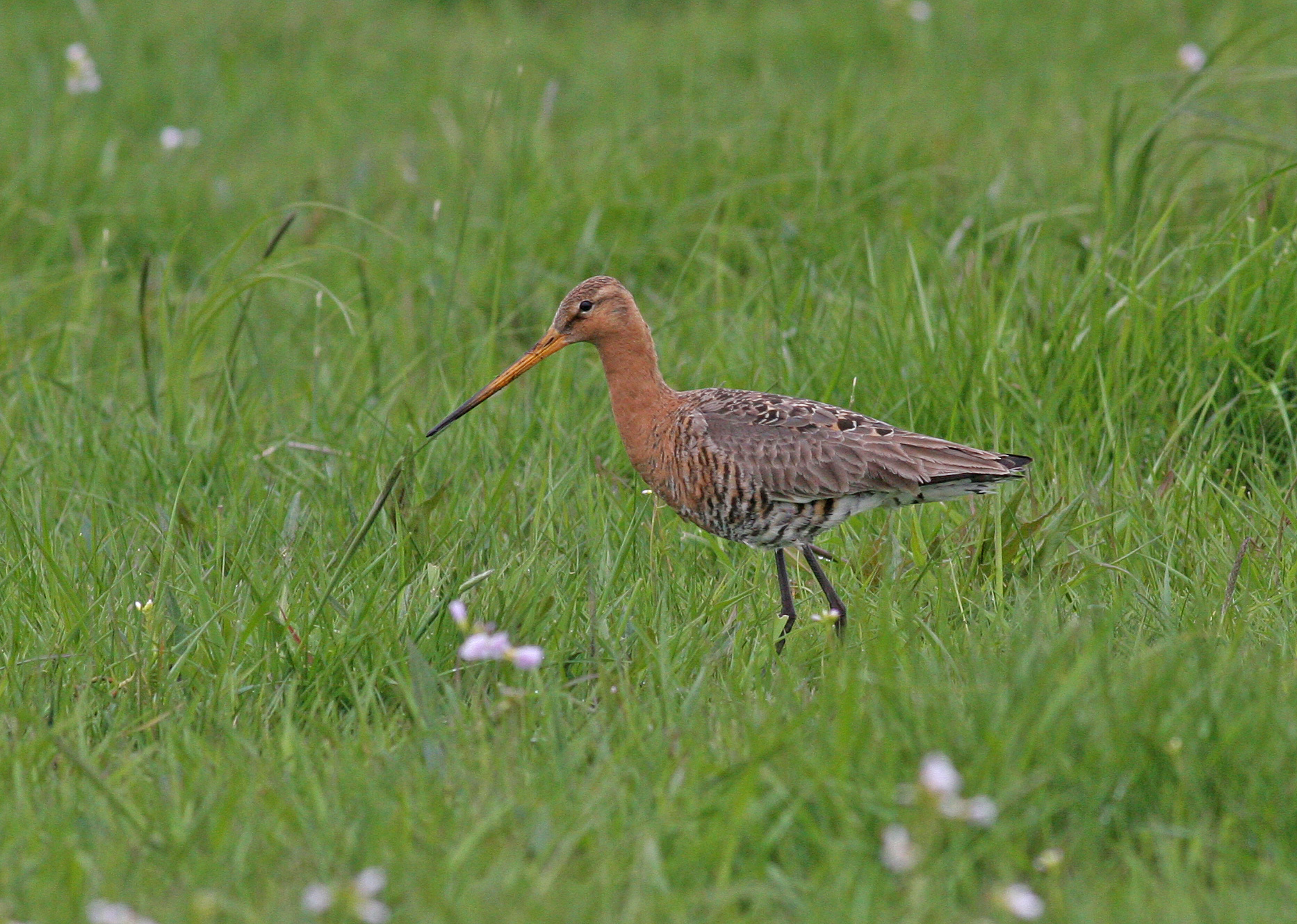 Black-tailed Godwit