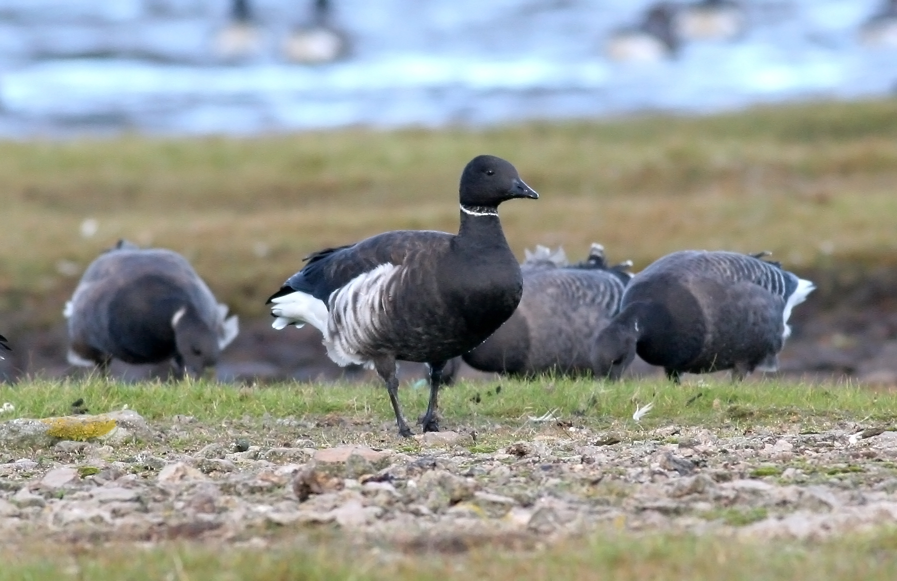 Brent Goose