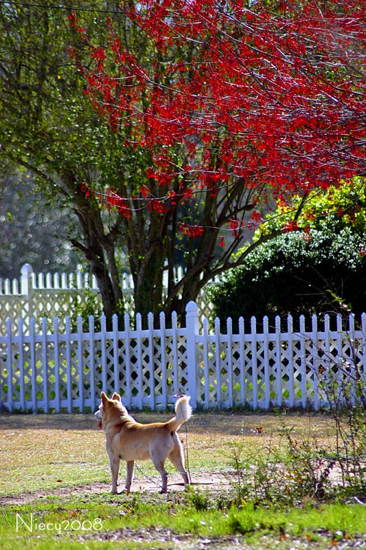 Spring in the Neighborhood