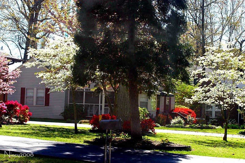 Spring in the Neighborhood
