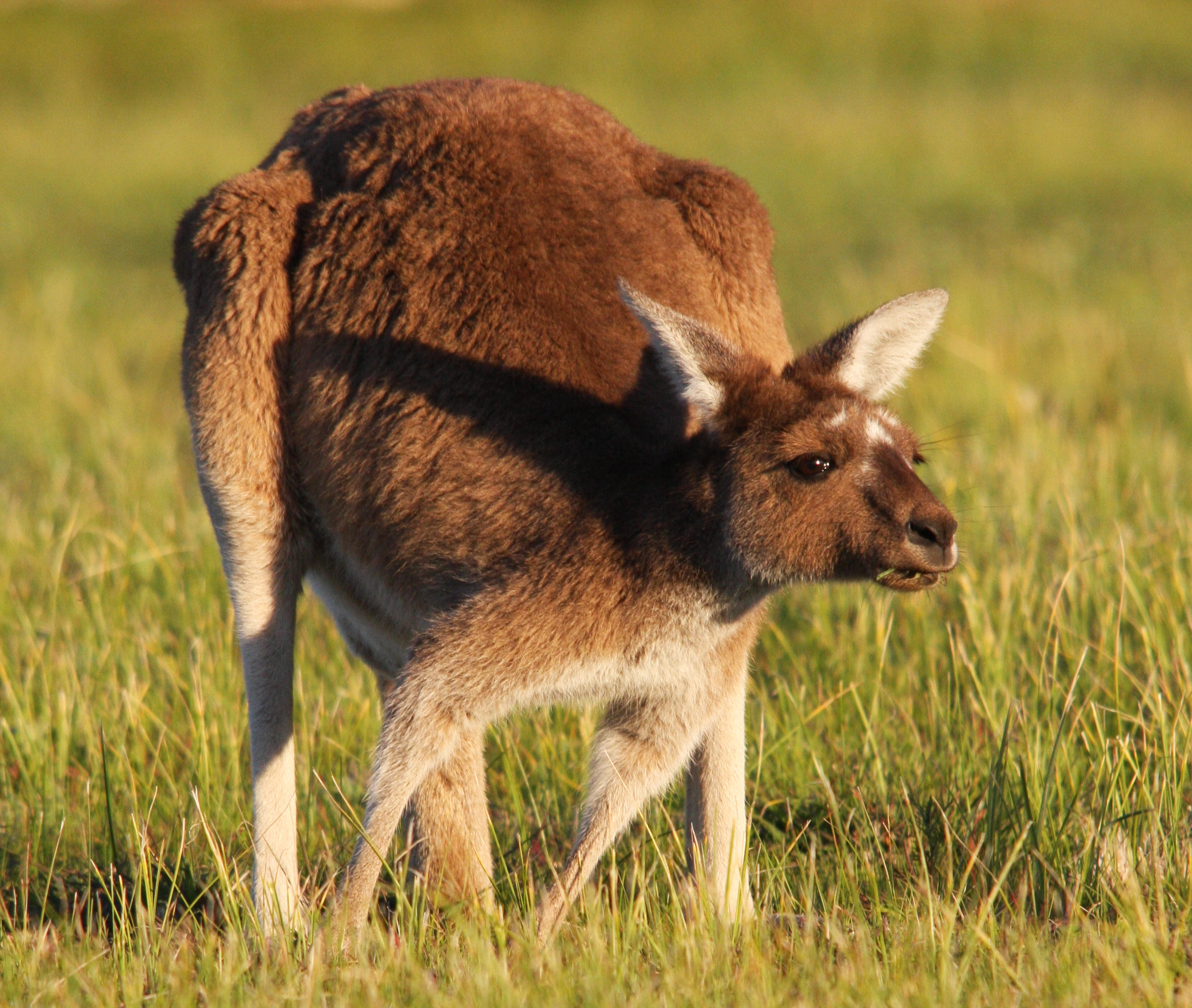 Roo 1.jpg