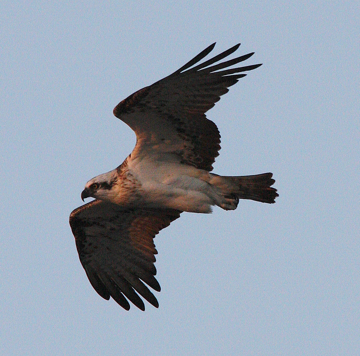 Sea eagle South Perth foreshore.jpg