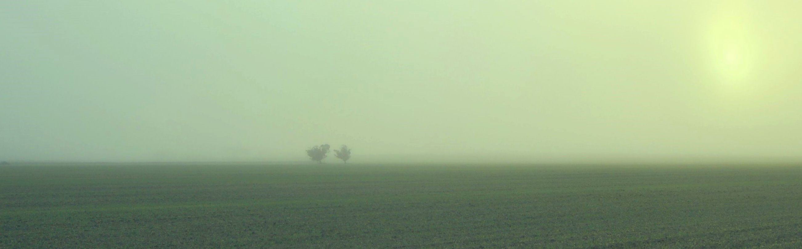 Misty morn