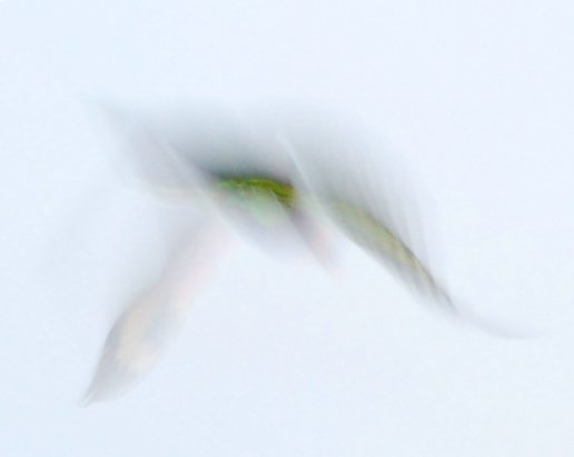 Fast Lorikeet