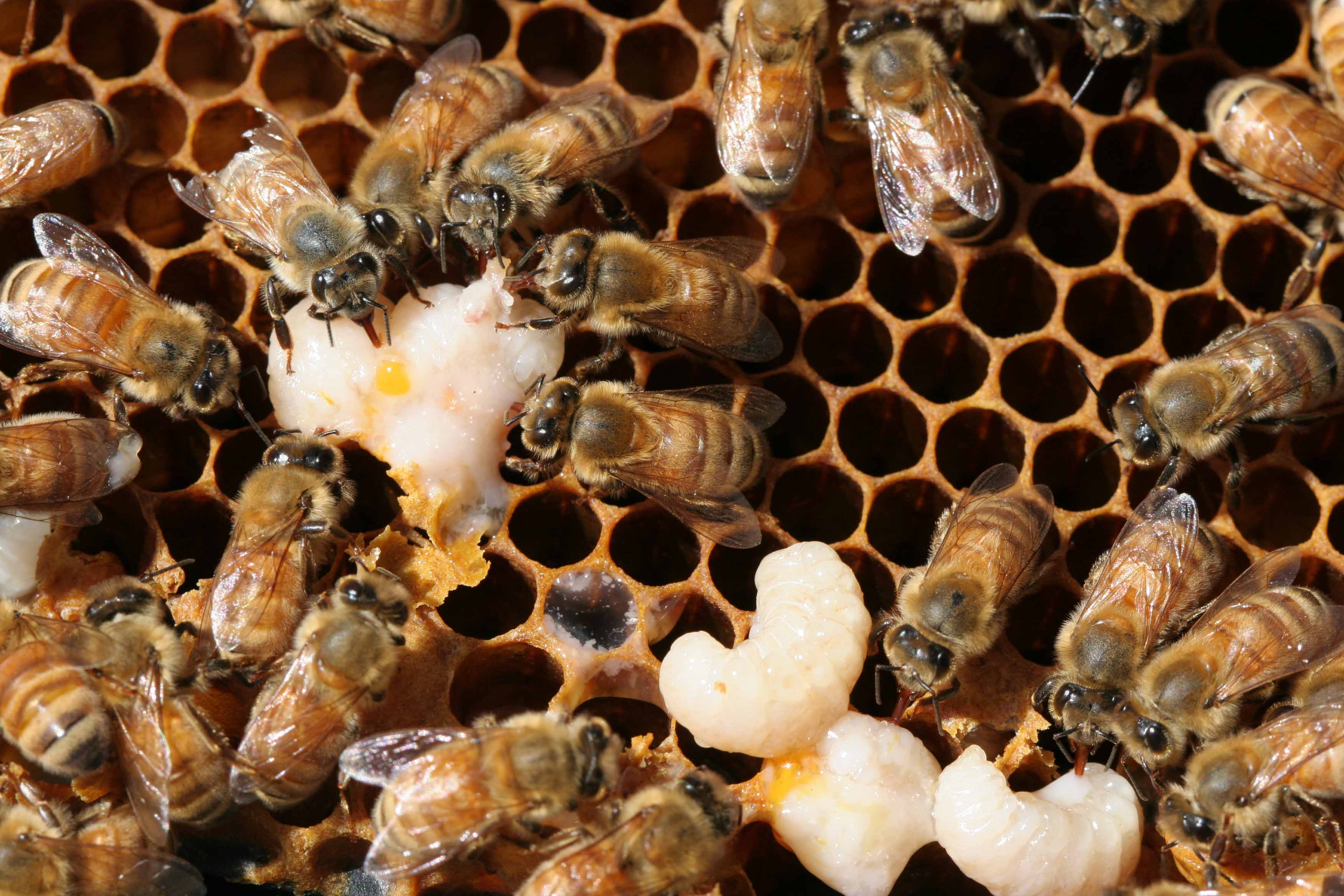 Cleaning the hive IMG_8753PB.jpg