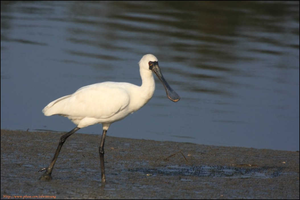 BF Spoonbill038.jpg