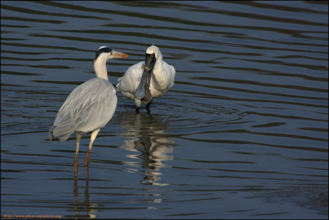 BF Spoonbill070.jpg