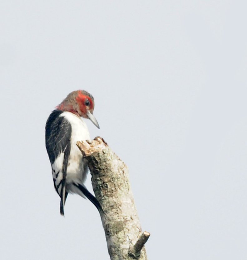  Red-headed Woodpecker 