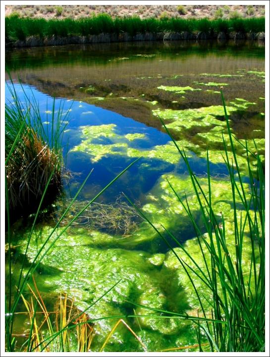 Dike HS pond